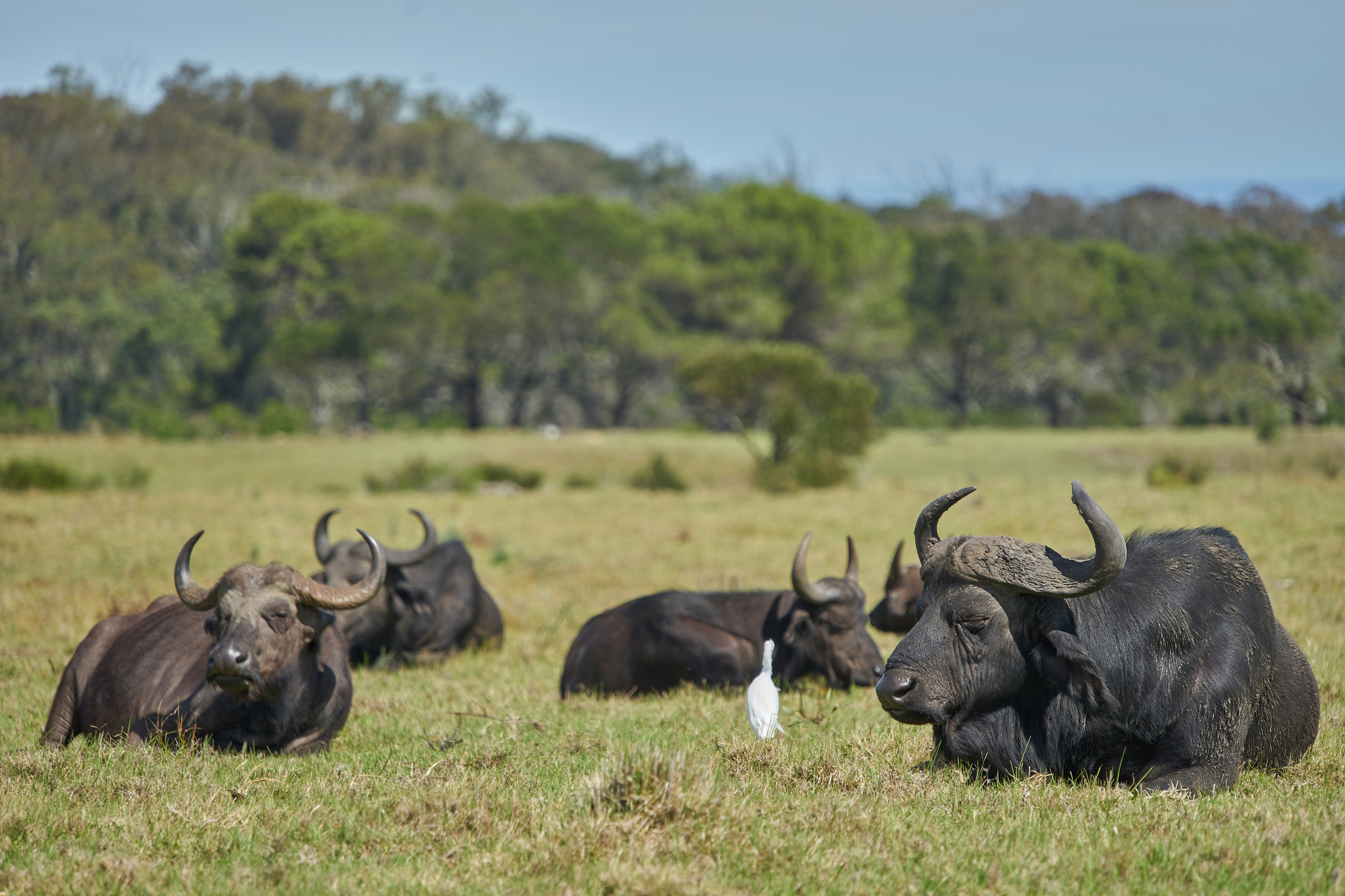 black water buffalo on green grass field during daytime